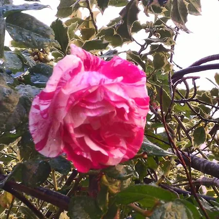 Bed & Breakfast C'era Volta Perugia
