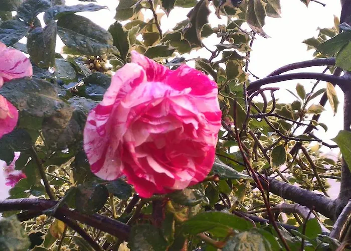 Bed & Breakfast C'era Volta Perugia